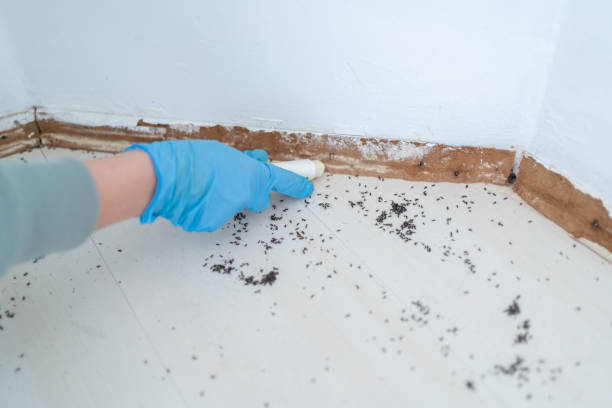 Real Estate Pest Inspections in Euless, TX